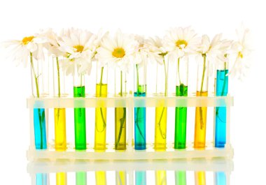 test tüpleri izole mavi renkli çiçekler