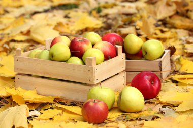 krater taze olgun elma bahçesinde üzerinde sonbahar yaprakları