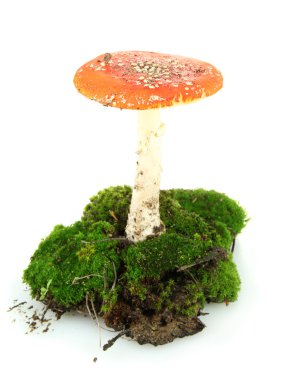 Kırmızı amanita üzerinde beyaz izole moss ile