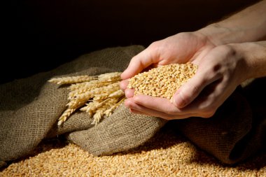 tahıl, kahverengi zemin üzerinde elleriyle adam