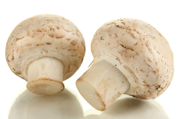 Funghi freschi isolati su bianco — Foto Stock