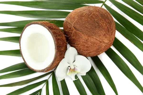 Noci di cocco con foglie e fiori, da vicino — Foto Stock