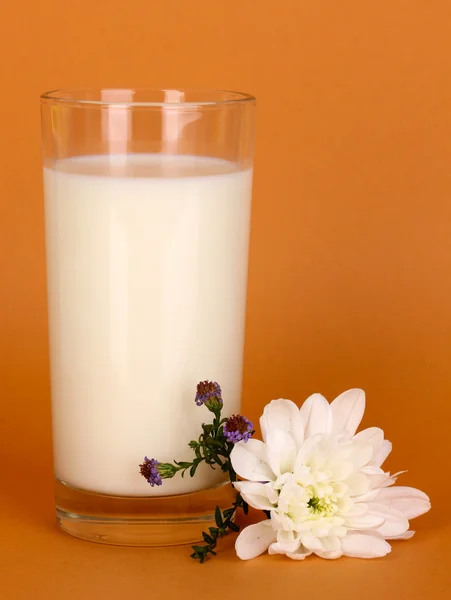 Szklankę świeżego mleka nowy biały kwiat na brązowym tle — Zdjęcie stockowe