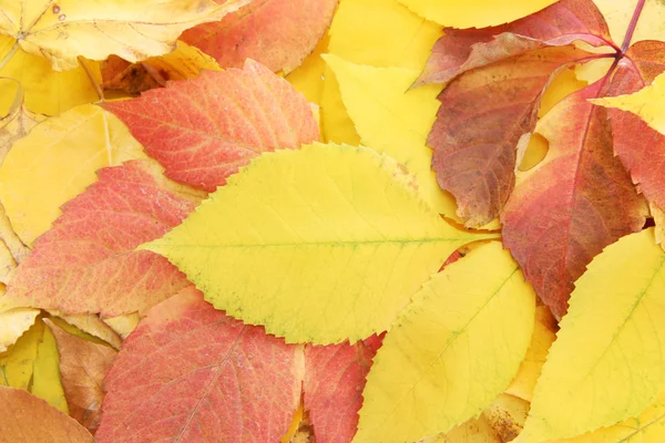 明るい秋の紅葉、クローズ アップ — ストック写真
