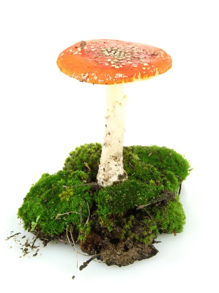 Red amanita with moss isolated on white — Stock Photo, Image