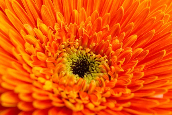 Krásný gerbera květina, zblízka — Stock fotografie