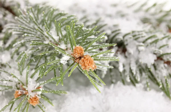 Épinette recouverte de neige — Photo