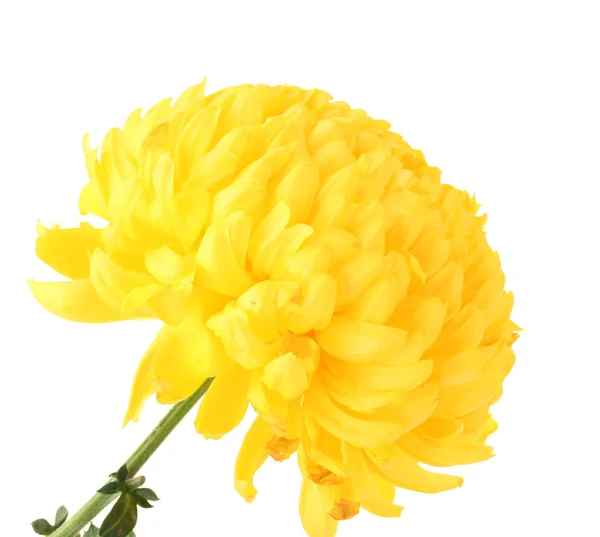 Helder gele chrysanthemum, geïsoleerd op wit — Stockfoto