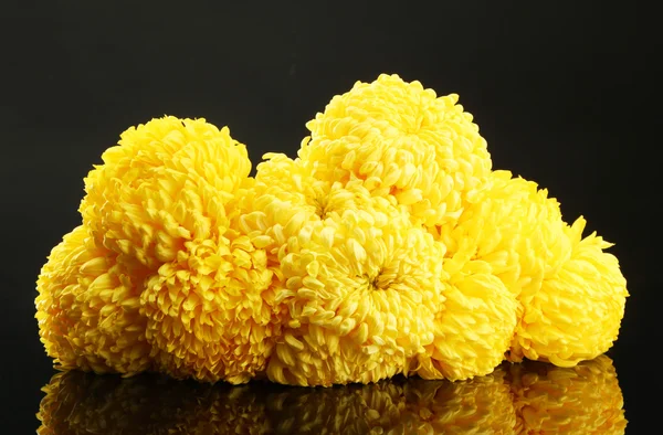 Chrysanthèmes jaune vif, sur fond noir — Photo