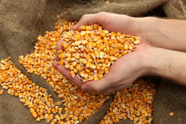 Чоловік руки з зерном, на жовтому кукурудзяному фоні — стокове фото