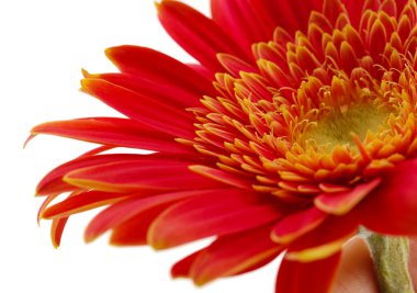 güzel gerbera çiçek üzerinde beyaz izole