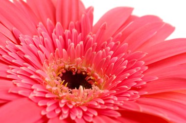 güzel gerbera çiçek üzerinde beyaz izole