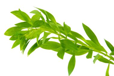 beyaz izole yeşil yaprakları ile şube