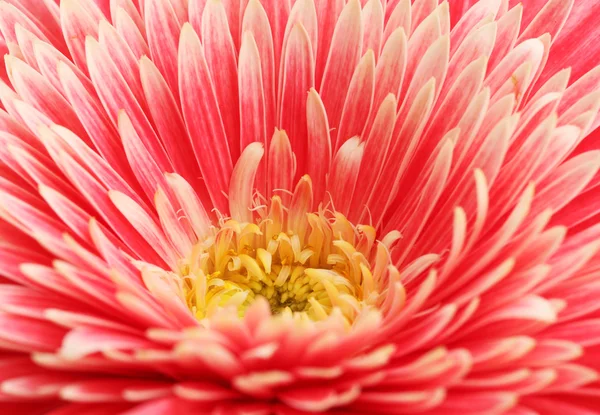 Bela flor de gerbera, close up — Fotografia de Stock