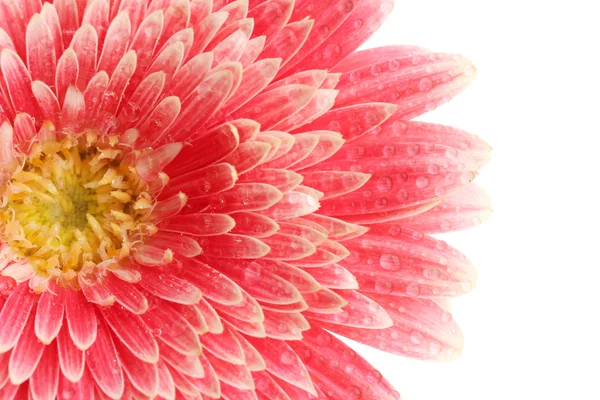 Hermosa flor de gerberas aislada en blanco — Foto de Stock