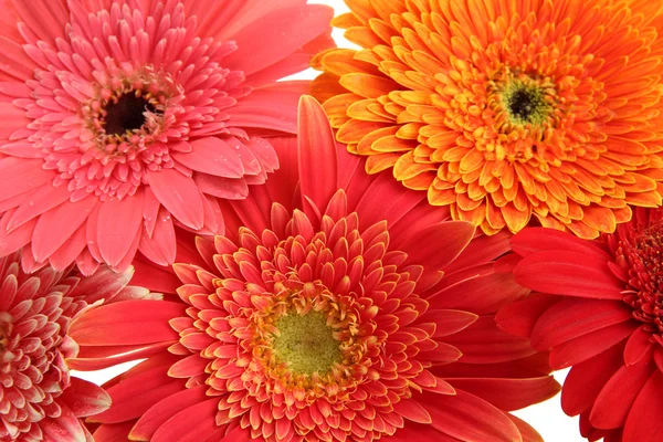 Hermosas flores de gerberas, de cerca — Foto de Stock