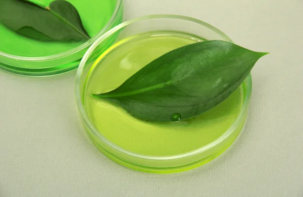 Genetically modified leaves tested in petri dishes, on grey background — Stock Photo, Image