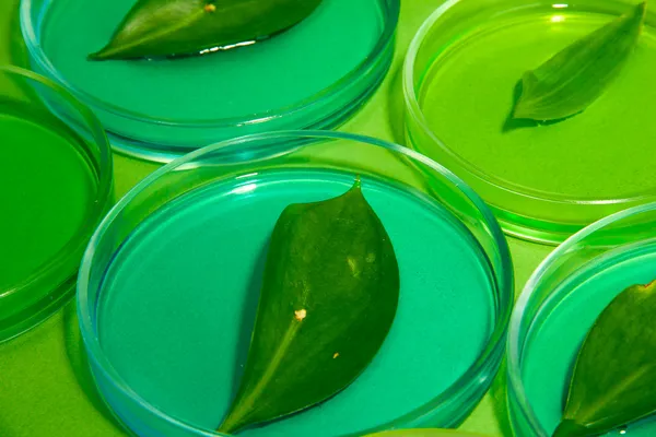 Genetically modified leaves tested in petri dishes, on green background — Stock Photo, Image