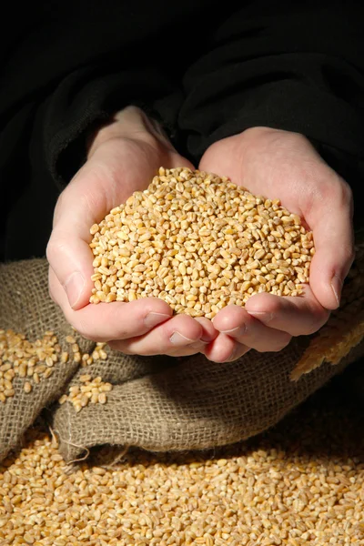 Hombre manos con grano, sobre fondo negro — Foto de Stock