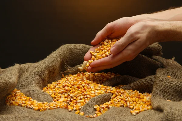 Man händerna med korn på brun majs bakgrund — Stockfoto
