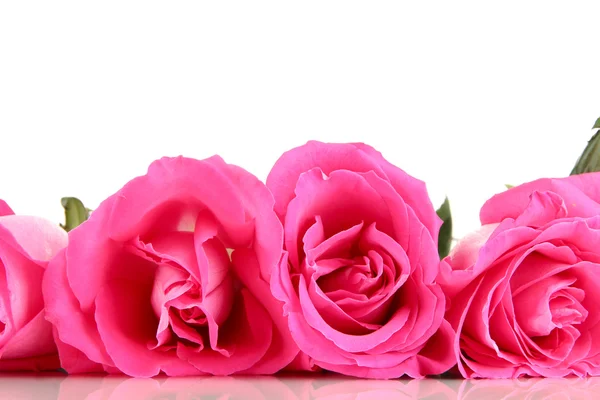Beautiful pink roses close-up isolated on white — Stock Photo, Image