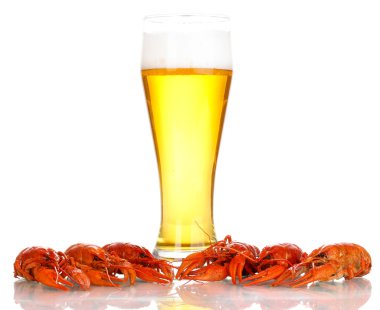 lezzetli haşlanmış crayfishes ve üzerinde beyaz izole bira