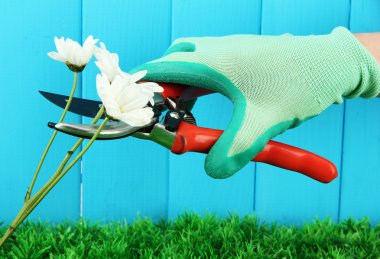 secateurs çiçek çit zemin üzerine