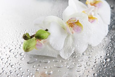 white beautiful orchids with drops