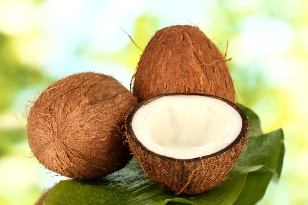 Kokosové ořechy na zeleném pozadí detail — Stock fotografie