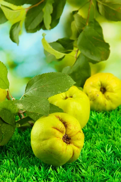 Sweet quinces with leaves, on grass, on green background — Stock Photo, Image