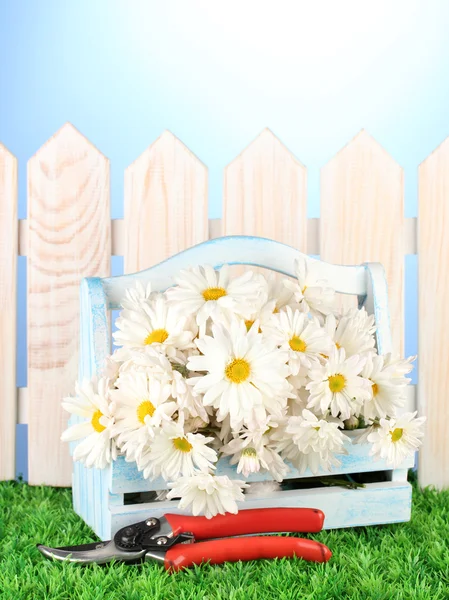 Flowers in wooden box on grass on blue background — Stock Photo, Image