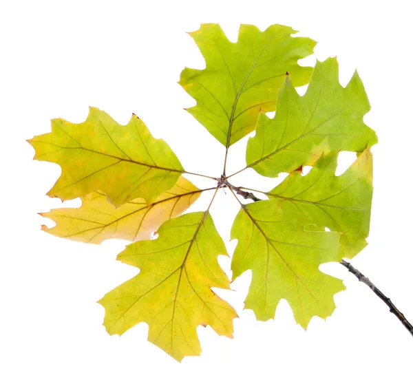 Takje eik met gele Herfstbladeren, geïsoleerd op wit — Stockfoto