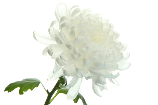 Beautiful chrysanthemum flover, close up — Stock Photo, Image