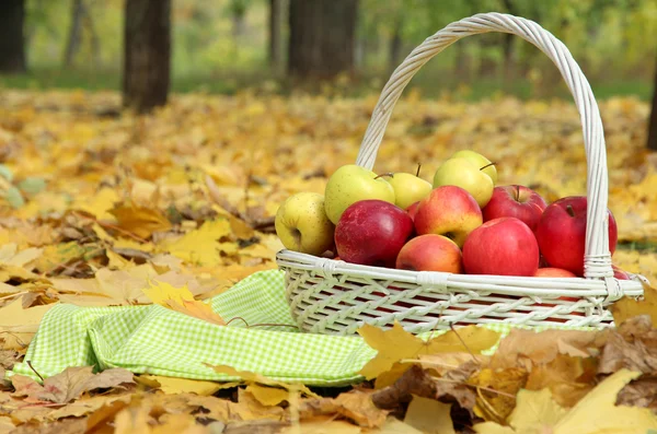 Cesta de manzanas frescas maduras en el jardín en hojas de otoño — Foto de Stock