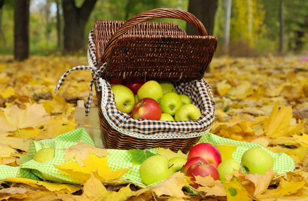 Cesta de manzanas frescas maduras en el jardín en hojas de otoño —  Fotos de Stock