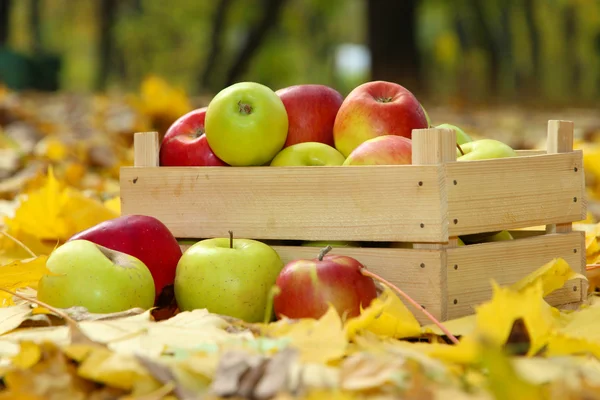 Crate of fresh ripe apples in garden on autumn leaves — Stock Photo, Image