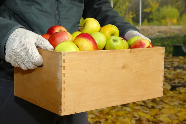 庭で新鮮な熟したリンゴの箱の男の手 — ストック写真