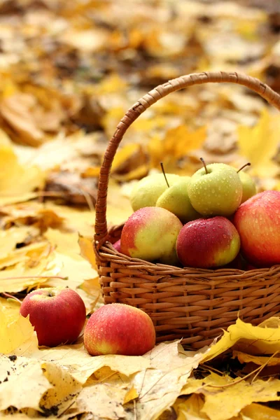 Cesta de manzanas frescas maduras en el jardín en hojas de otoño —  Fotos de Stock