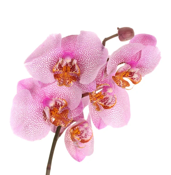 Beautiful pink orchid, isolated on white — Stock Photo, Image