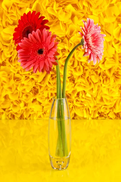 Beautiful gerber in vase on yellow decorative background — Stock Photo, Image