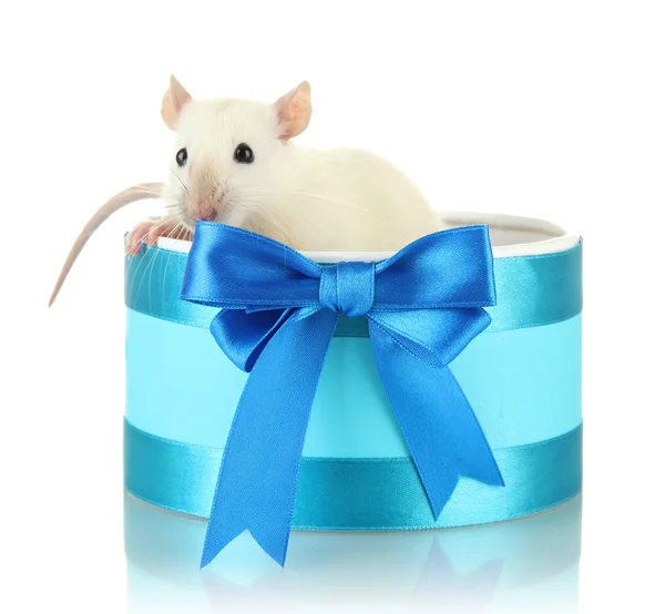 Rato engraçado em caixa de presente, isolado em branco — Fotografia de Stock
