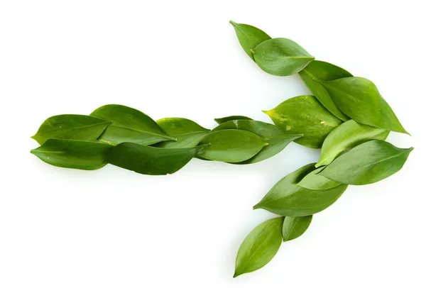 Šipka krásných zelených listů, izolované na bílém — Stock fotografie