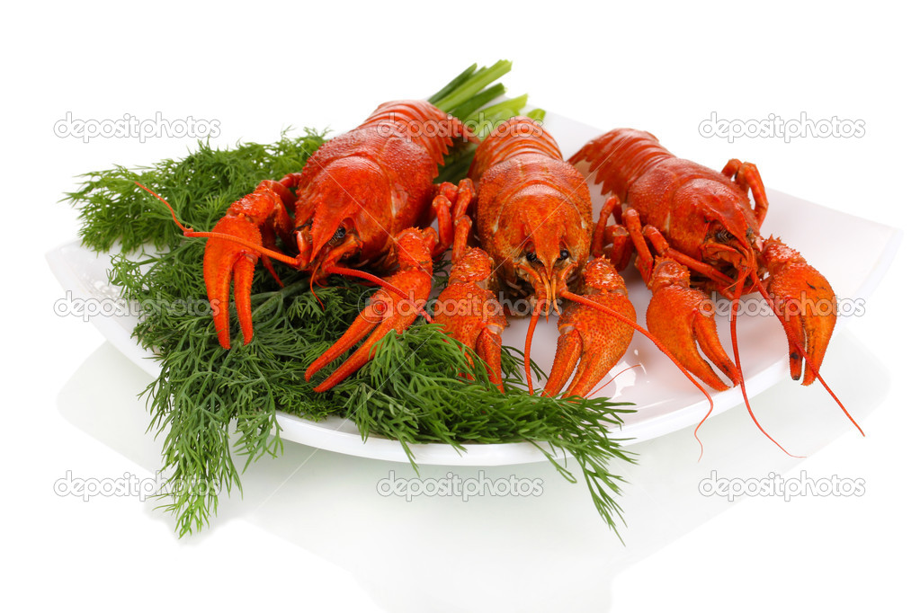 Tasty boiled crayfishes with fennel on plate isolated on white