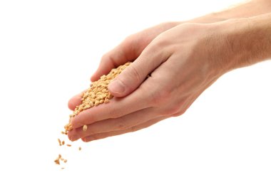 tahıl, üzerinde beyaz izole adam elleriyle