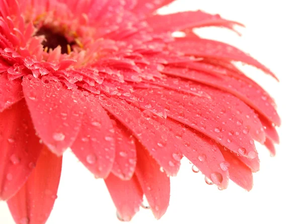 Güzel gerbera çiçek üzerinde beyaz izole — Stok fotoğraf