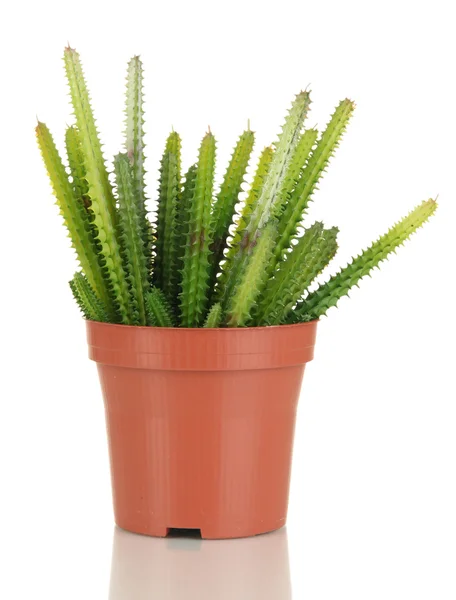 Cactuses isolated on white — Stock Photo, Image