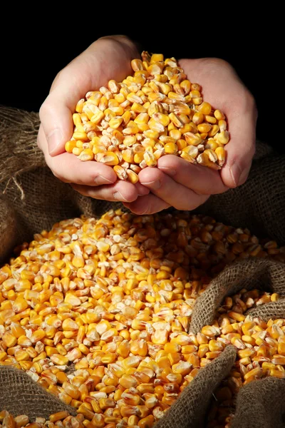 Man hands with grain, on yellow corn background — Stock Photo, Image