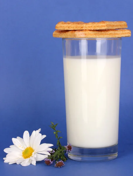 Склянка свіжого нового молока з печивом на синьому фоні — стокове фото