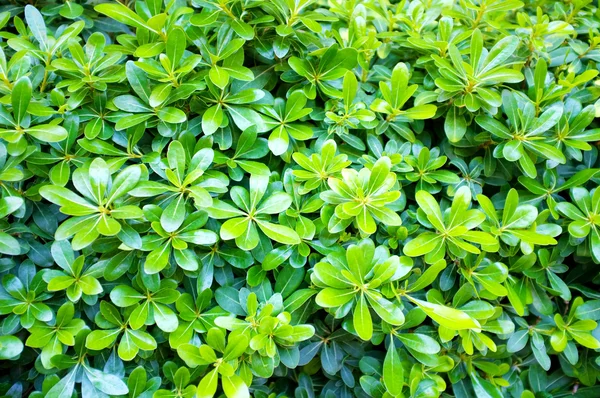 Bel cespuglio verde primo piano — Foto Stock