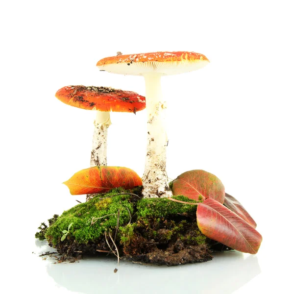 Red amanitas with moss isolated on white — Stock Photo, Image